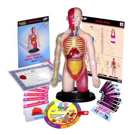 Kit educational mulaj Corpul uman si sistemul digestiv - imagine 6